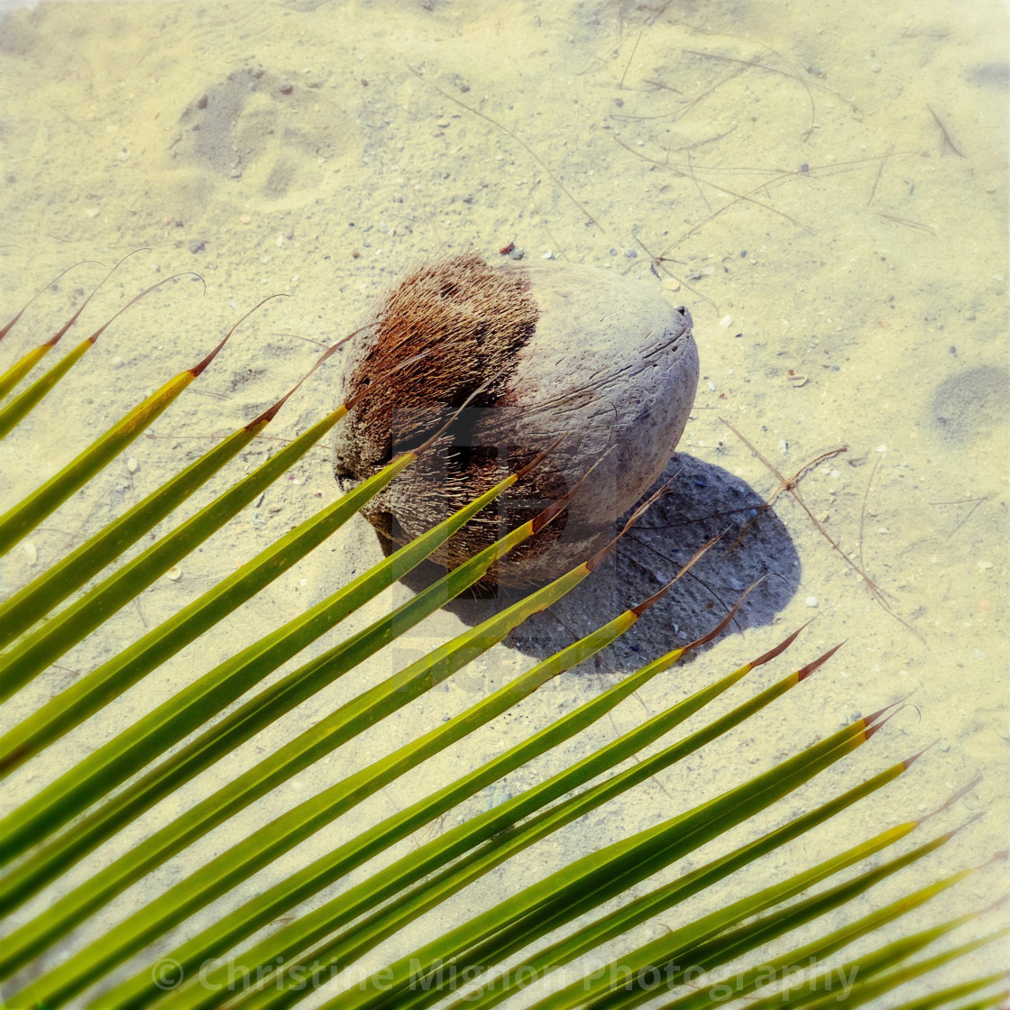 "Coconut Beach" stock image