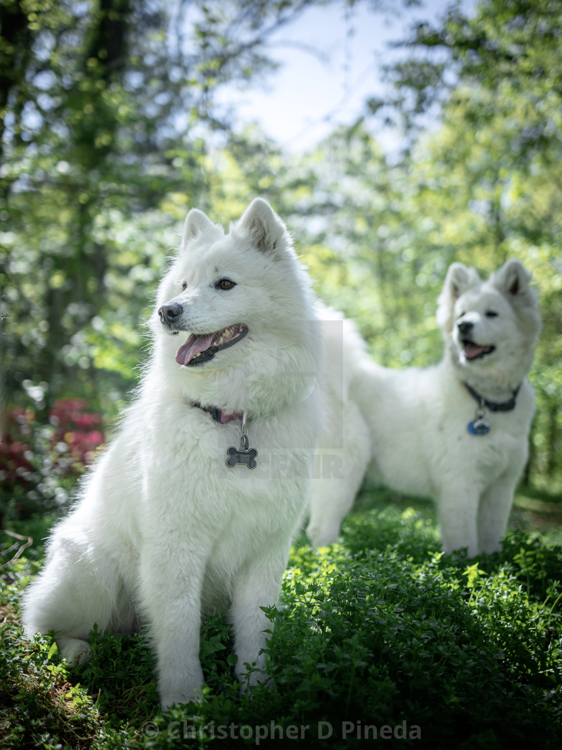 "Samoyed and her pup" stock image