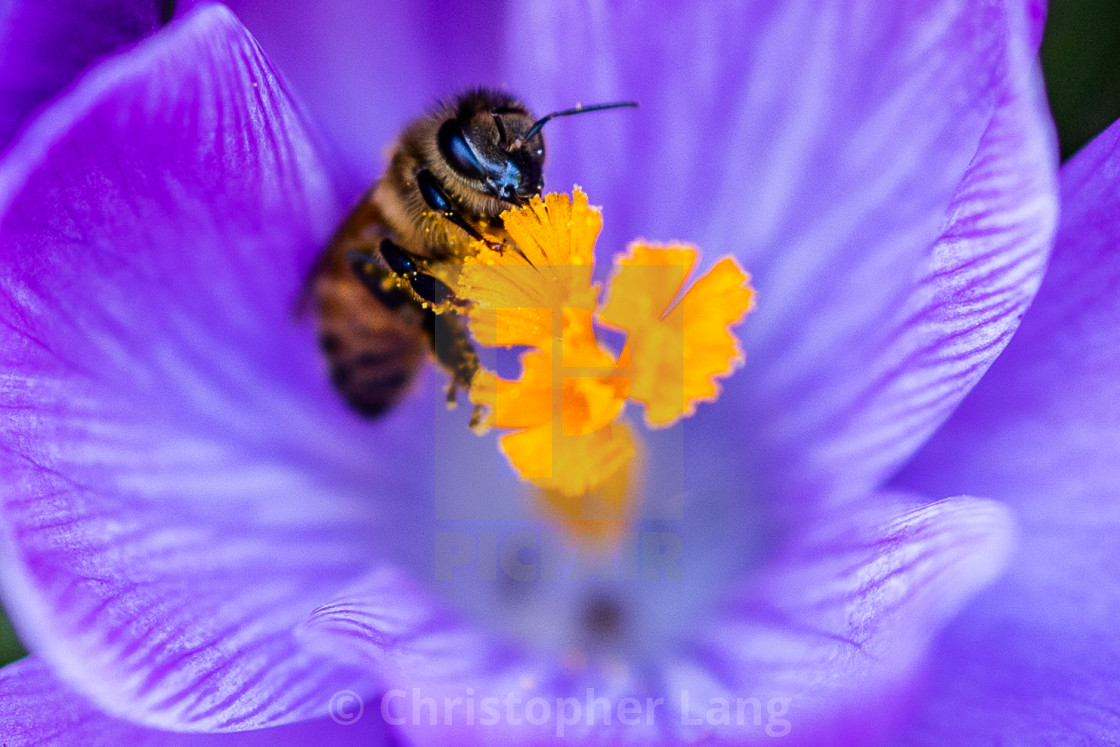 "Crocus & Honeybee" by Christopher Lang - $15.31 "Crocus & Honeybee" stock image