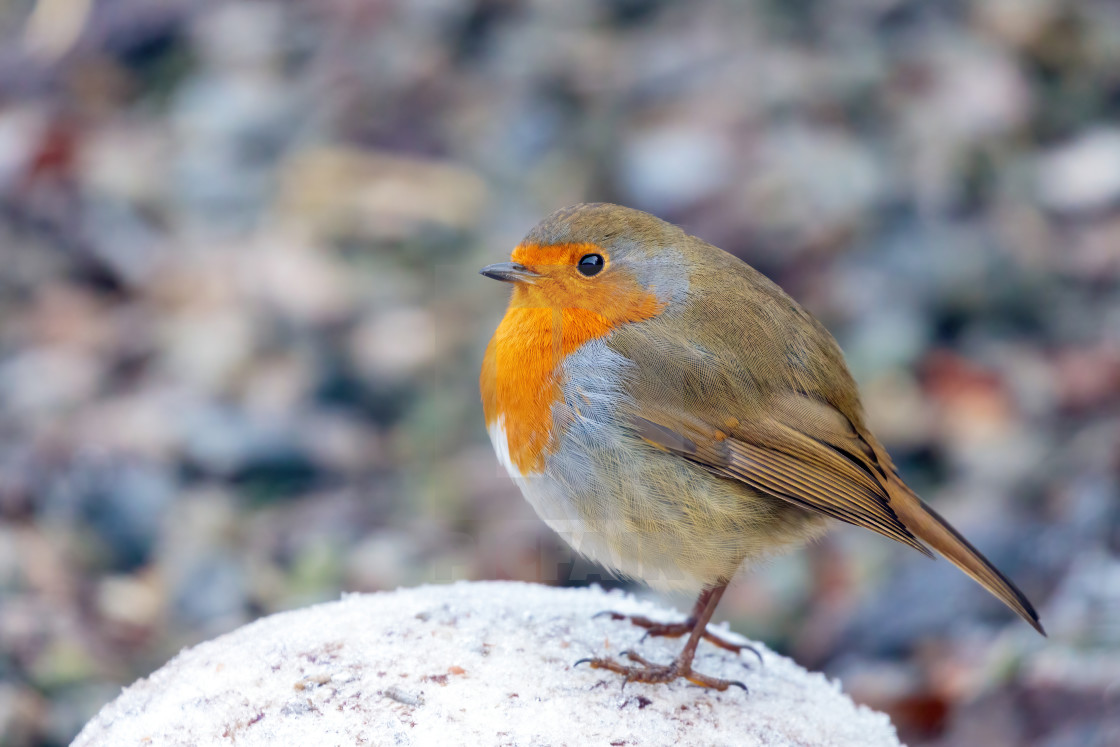 "European Robin in the Winter Snow" stock image