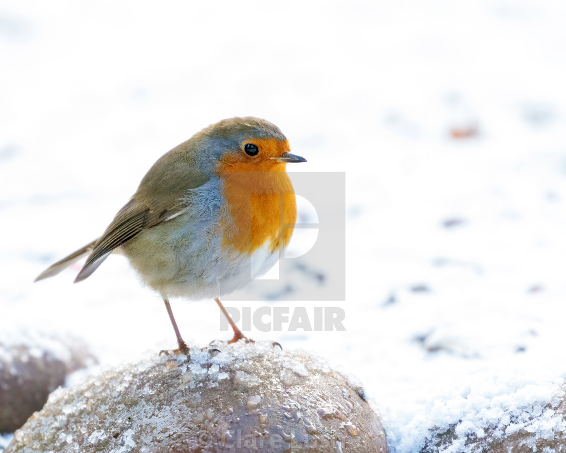 "European Robin in the Winter Snow" stock image