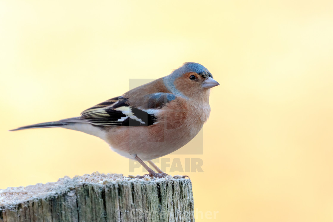 "Colourful Chaffinch Perching in a Garden" stock image