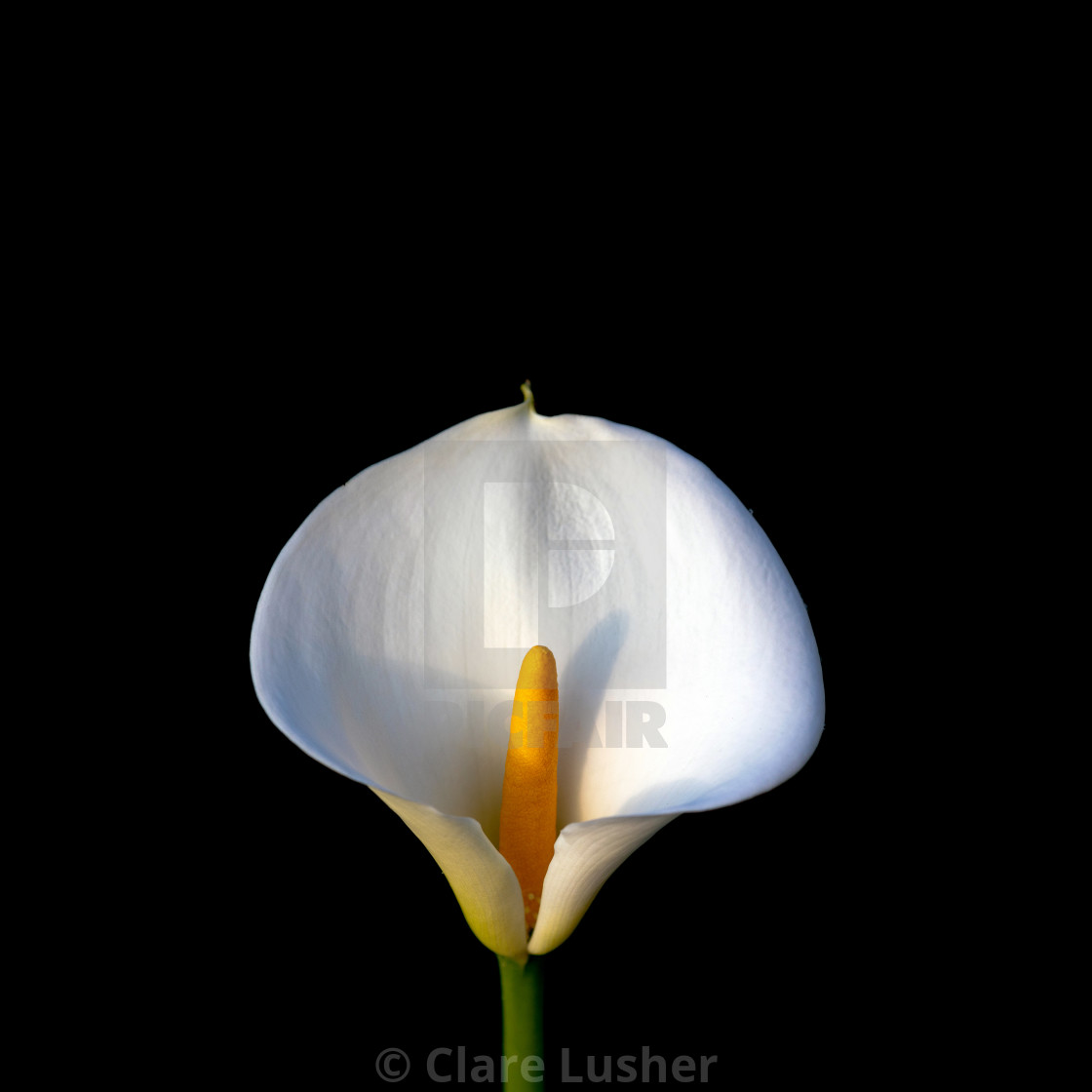 "Arum Lily Zantedeschia aethiopica" stock image