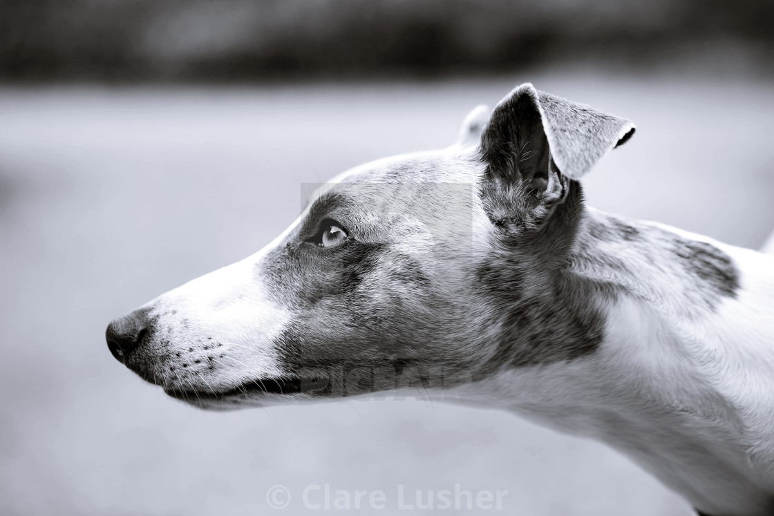 "Merlin the Whippet" stock image