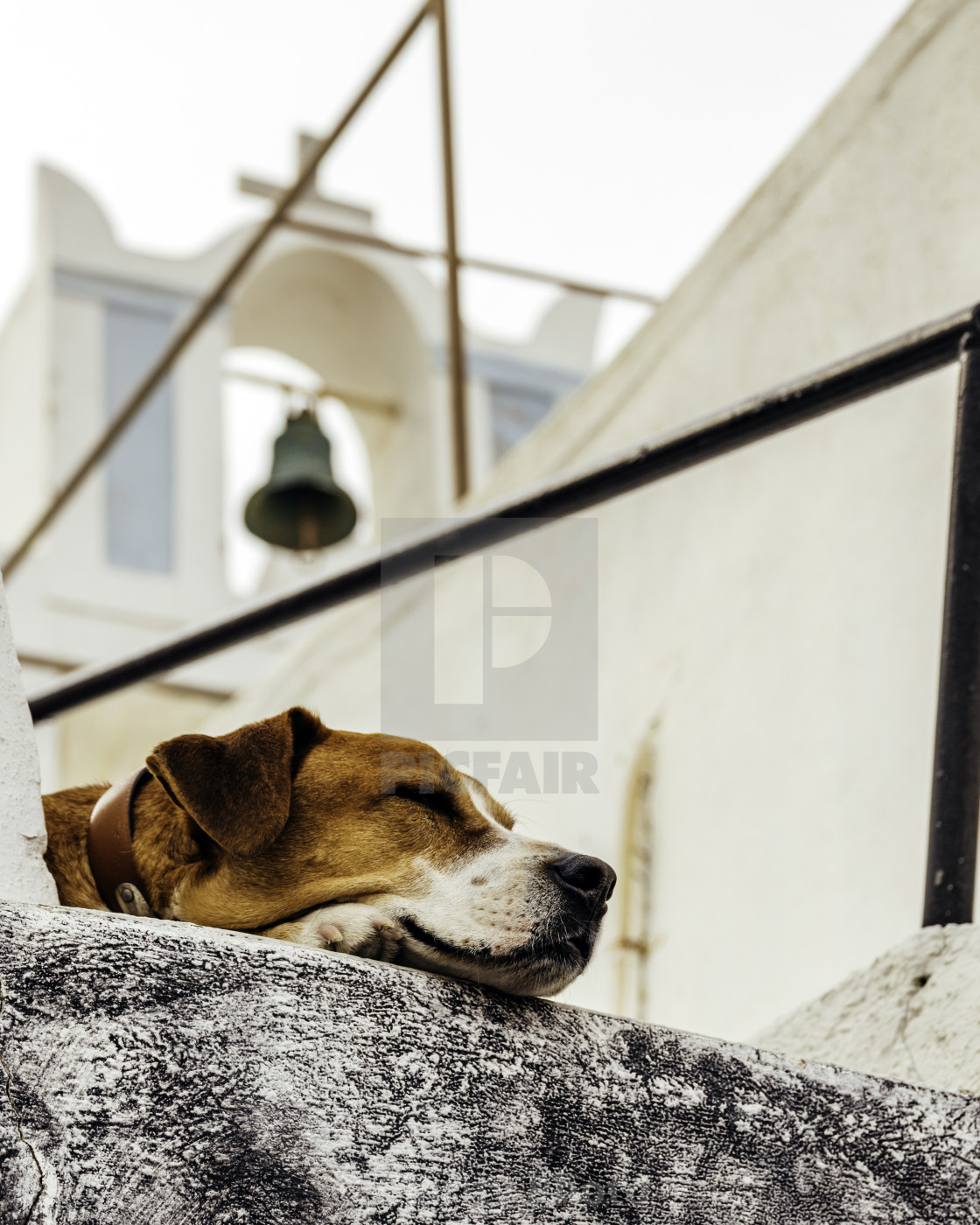 "Dog sleeping on the rooftop of traditional old town house" stock image