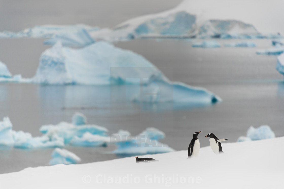 "Antarctic penguins" stock image