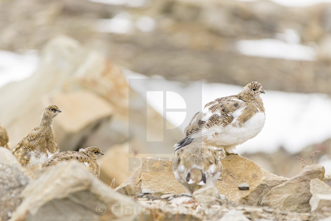 "Rock ptarmigan (Lagopus muta hyperborea), Arctic, North Pole" stock image