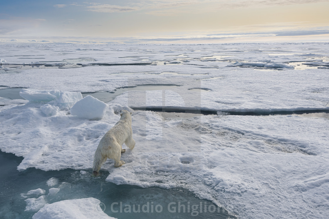 "Polar bear looking for good pack-ice" stock image
