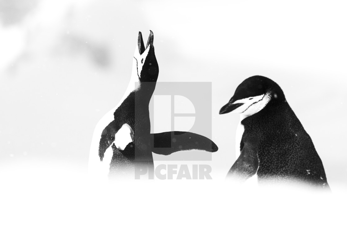 "Antarctic penguin" stock image