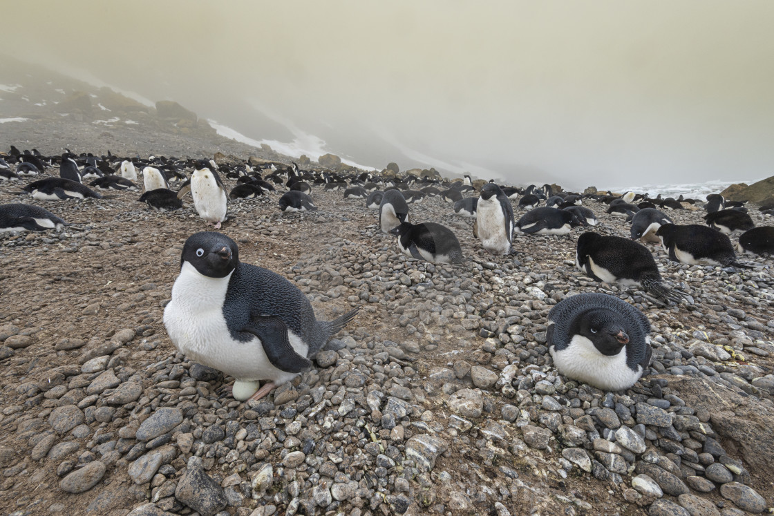 "Antarctic penguin" stock image