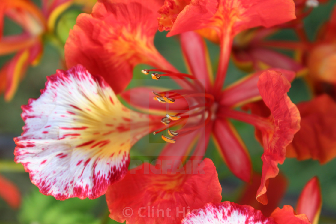 "Poinciana" stock image