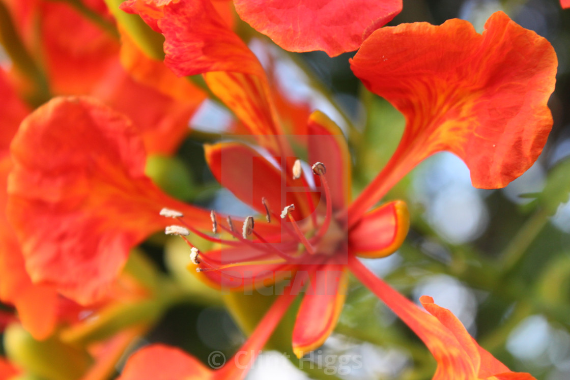 "Poinciana" stock image