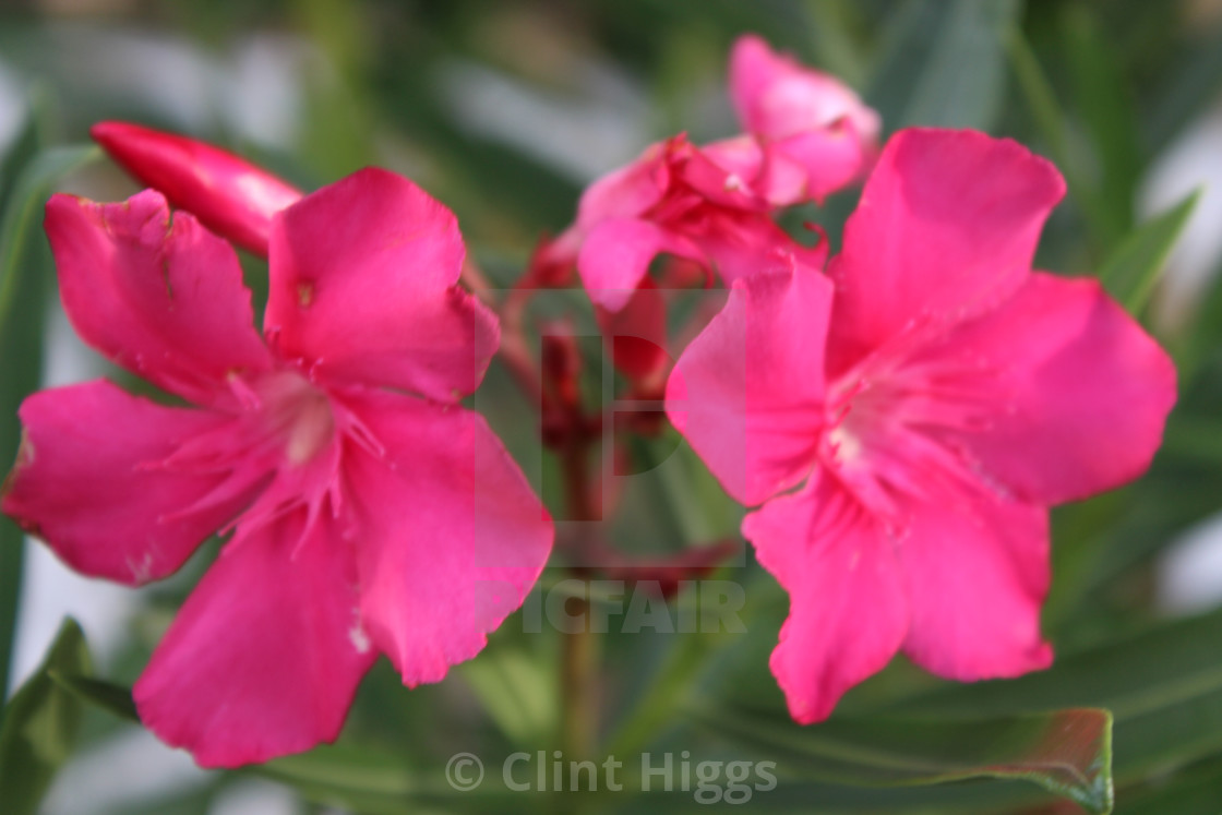 "Oleander" stock image