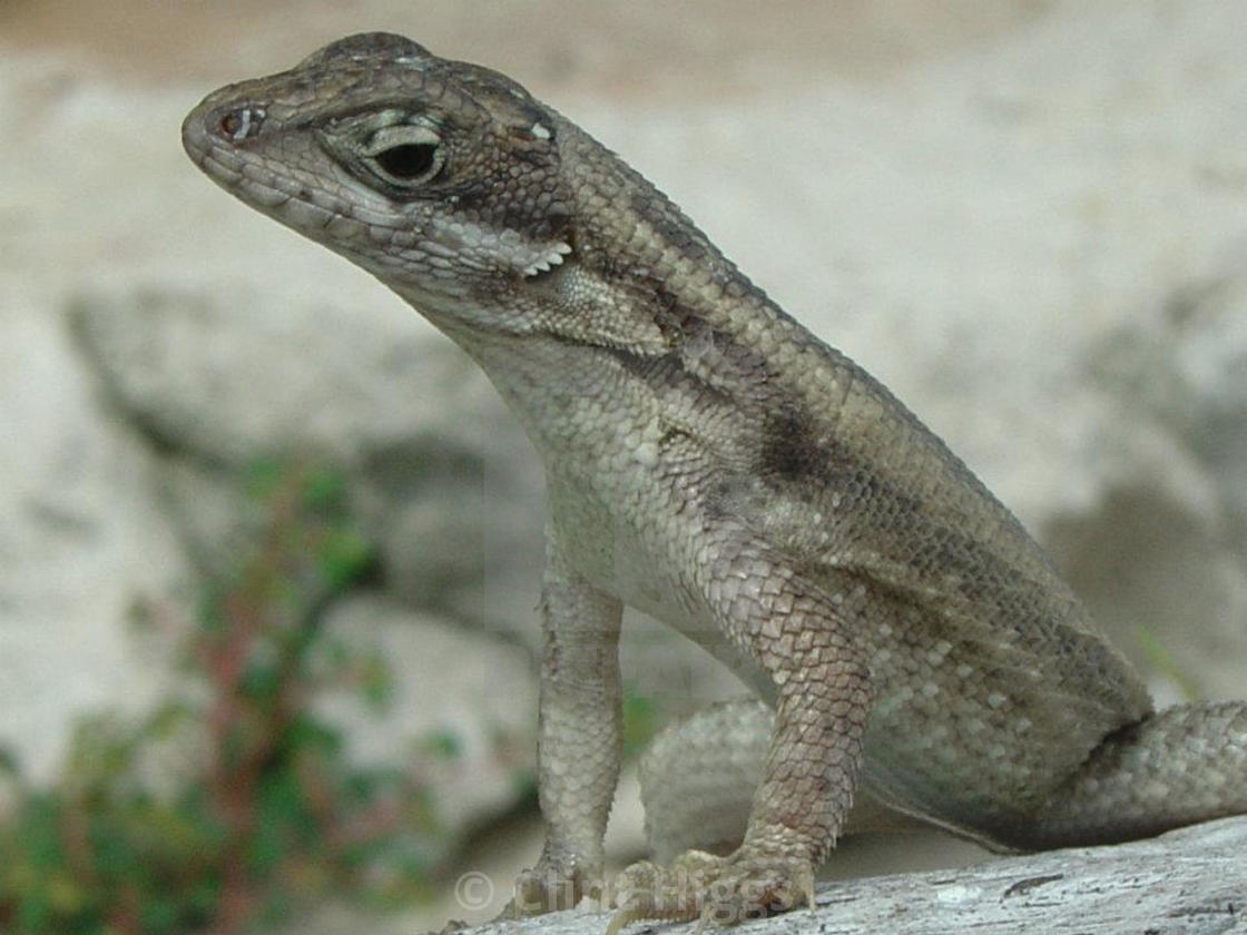 "Lizard" stock image