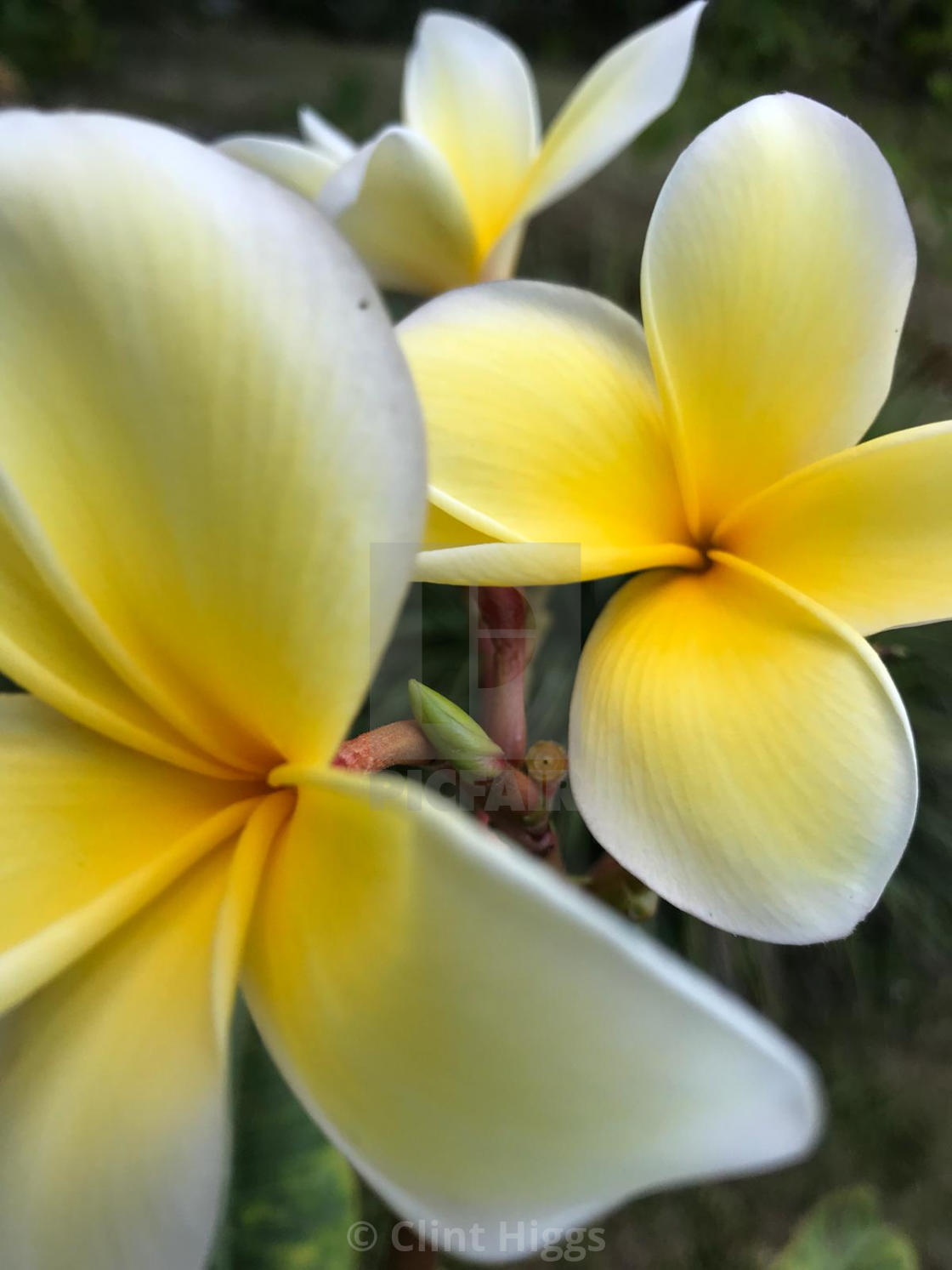 "Frangipani" stock image