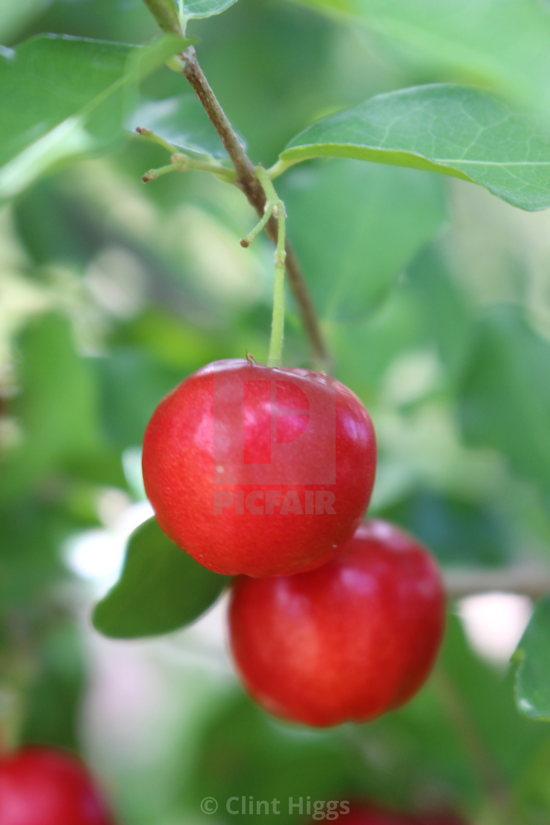 "Cherry" stock image