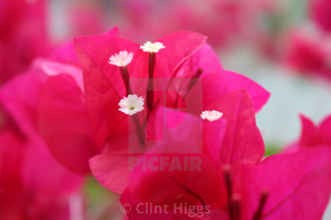 "Bougainvillea" stock image