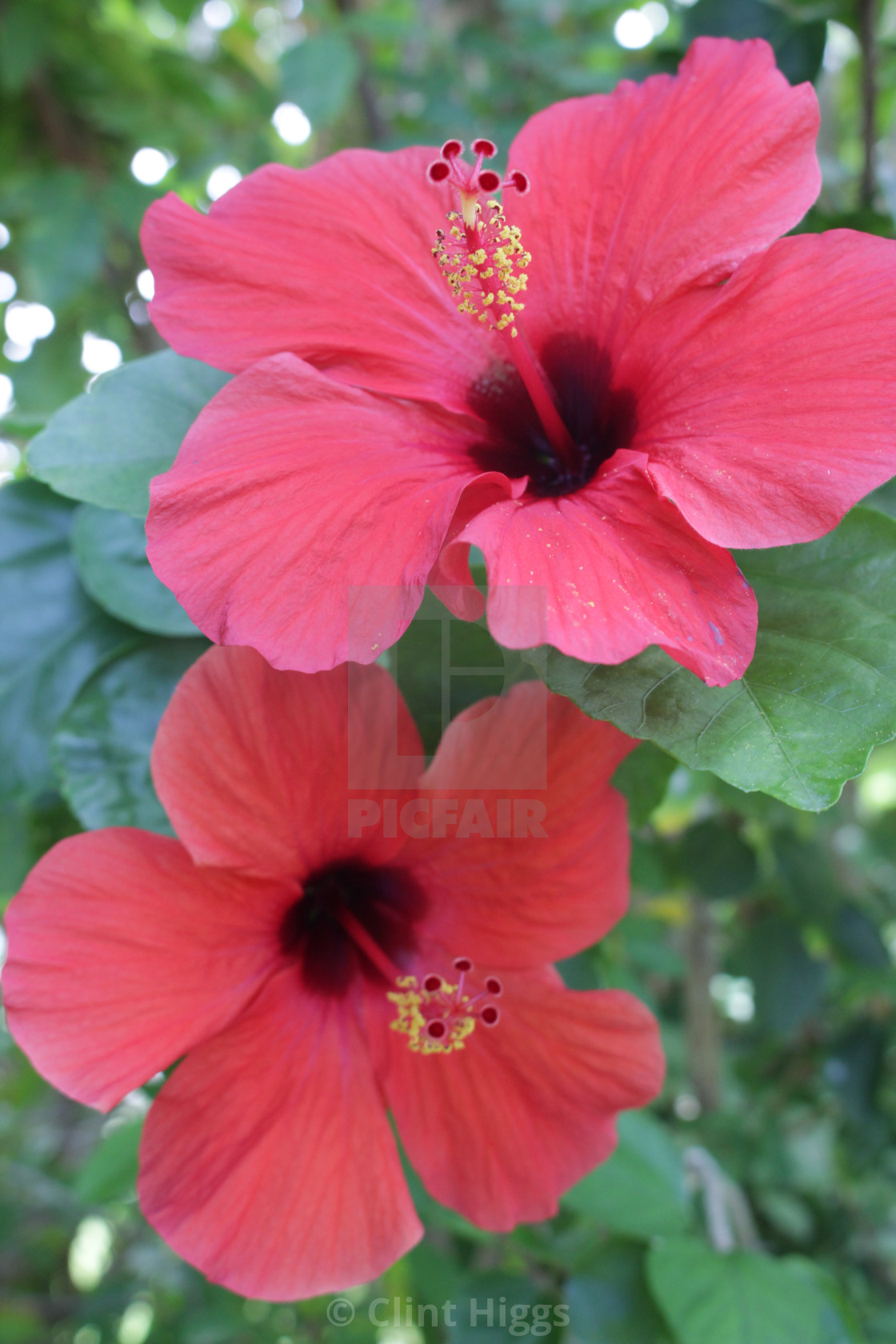 "Hibiscus" stock image