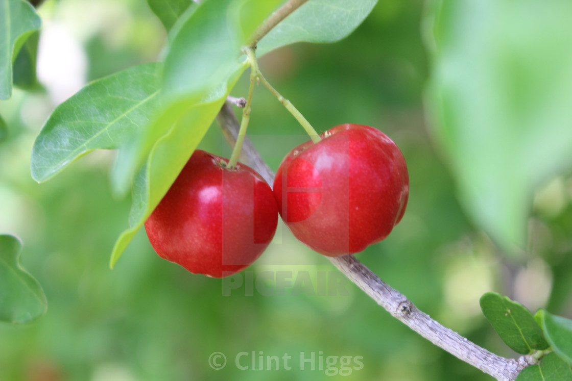 "Cherries" stock image