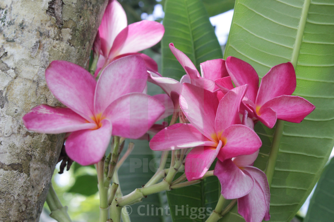 "Frangipani Pink" stock image