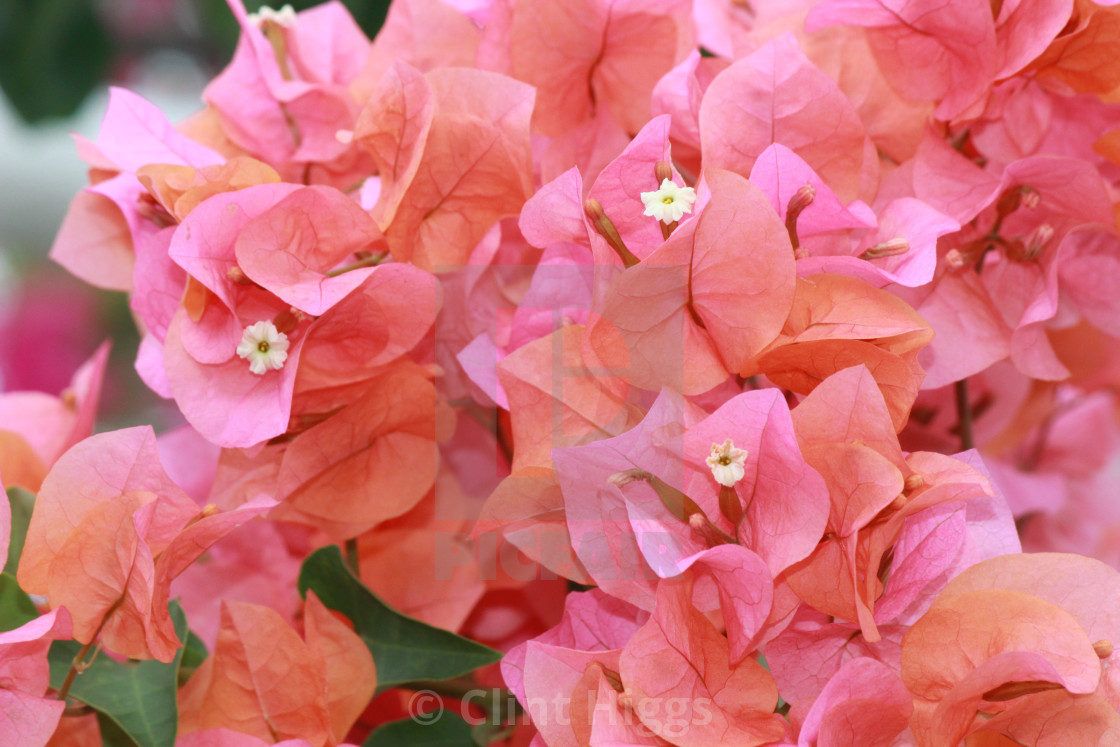 "Bougainvillea Peach" stock image