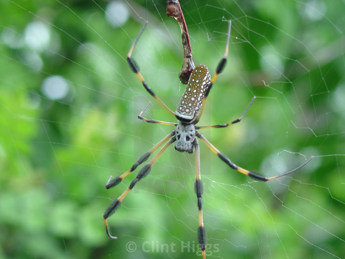 "Spider" stock image