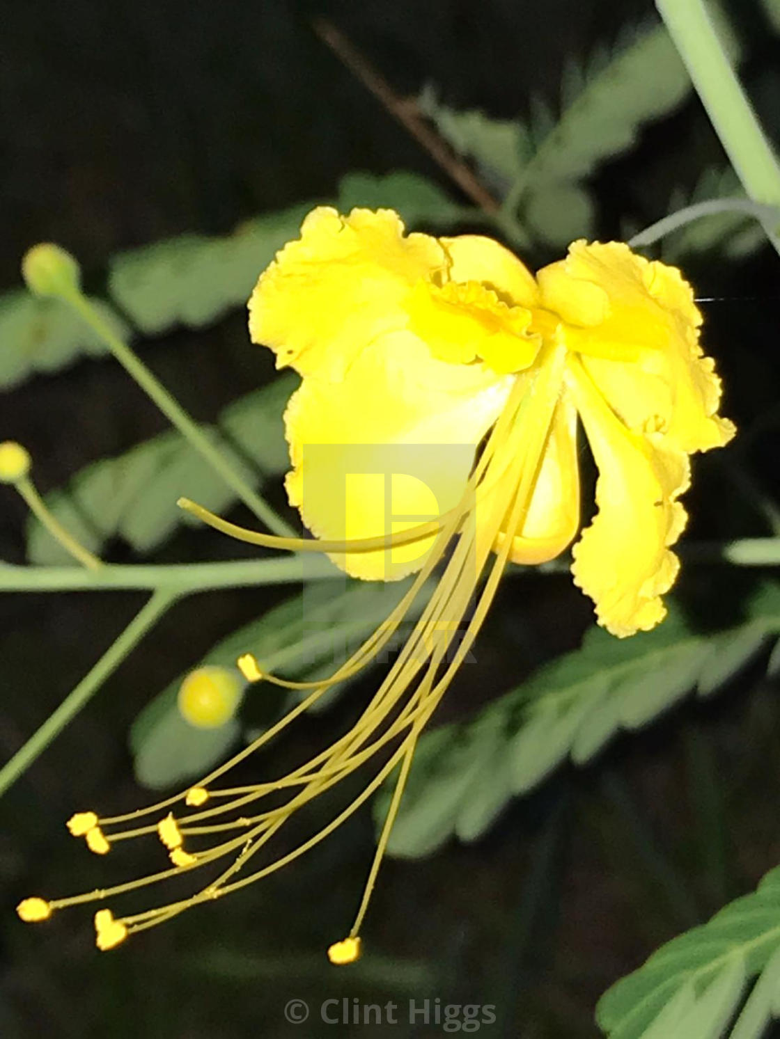 "Pride of Barbados" stock image