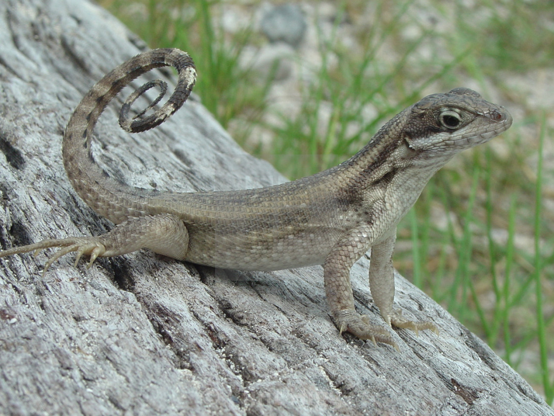 "Curly Tailed Lizard" stock image