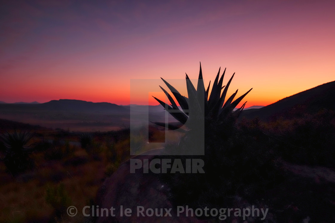 "The Aloe" by Clint le Roux Photography - $13.12 "The Aloe" stock image