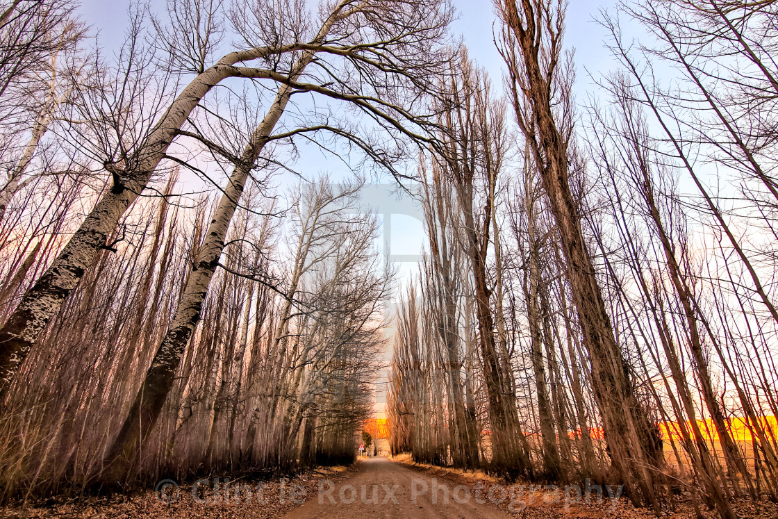 "Poplar Roads" by Clint le Roux Photography - $13.12 "Poplar Roads" stock image