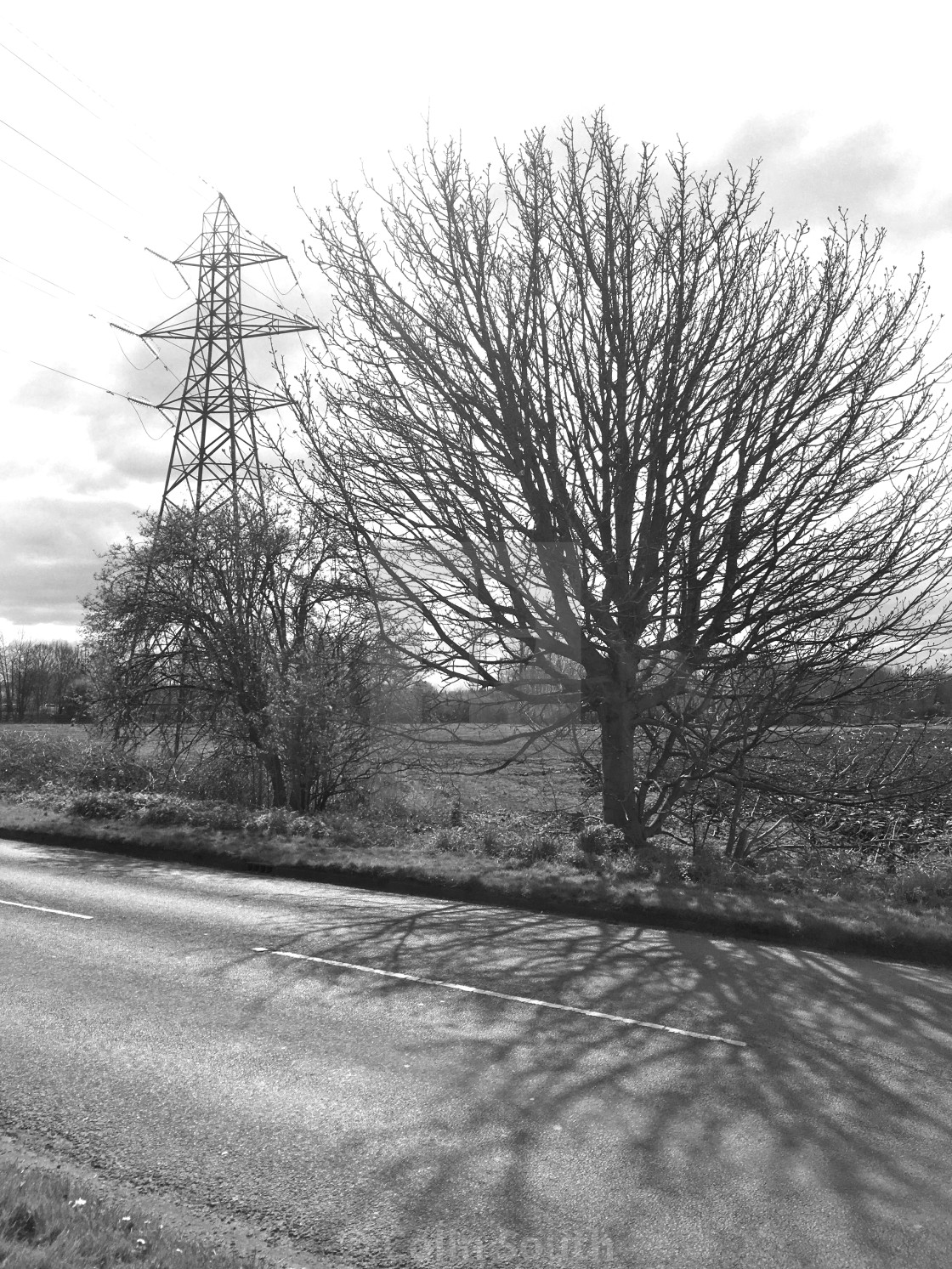 "Pylon and tree." stock image