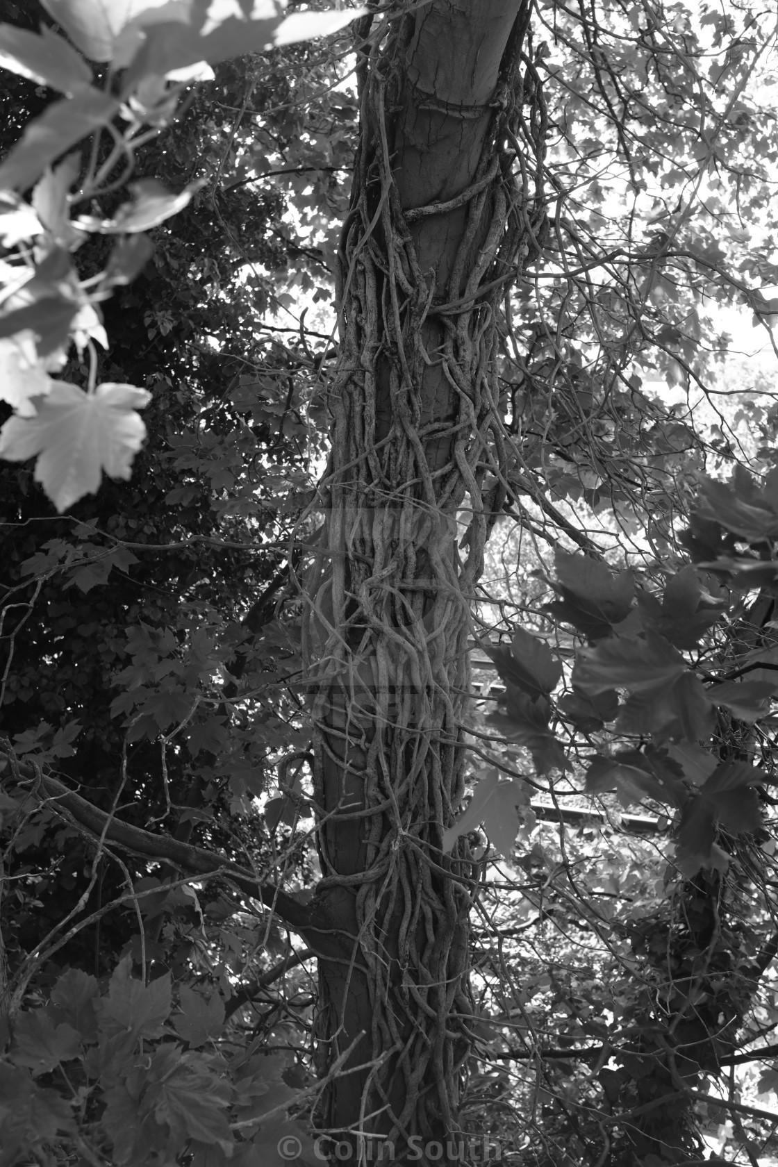 "Vines round a tree trunk" stock image