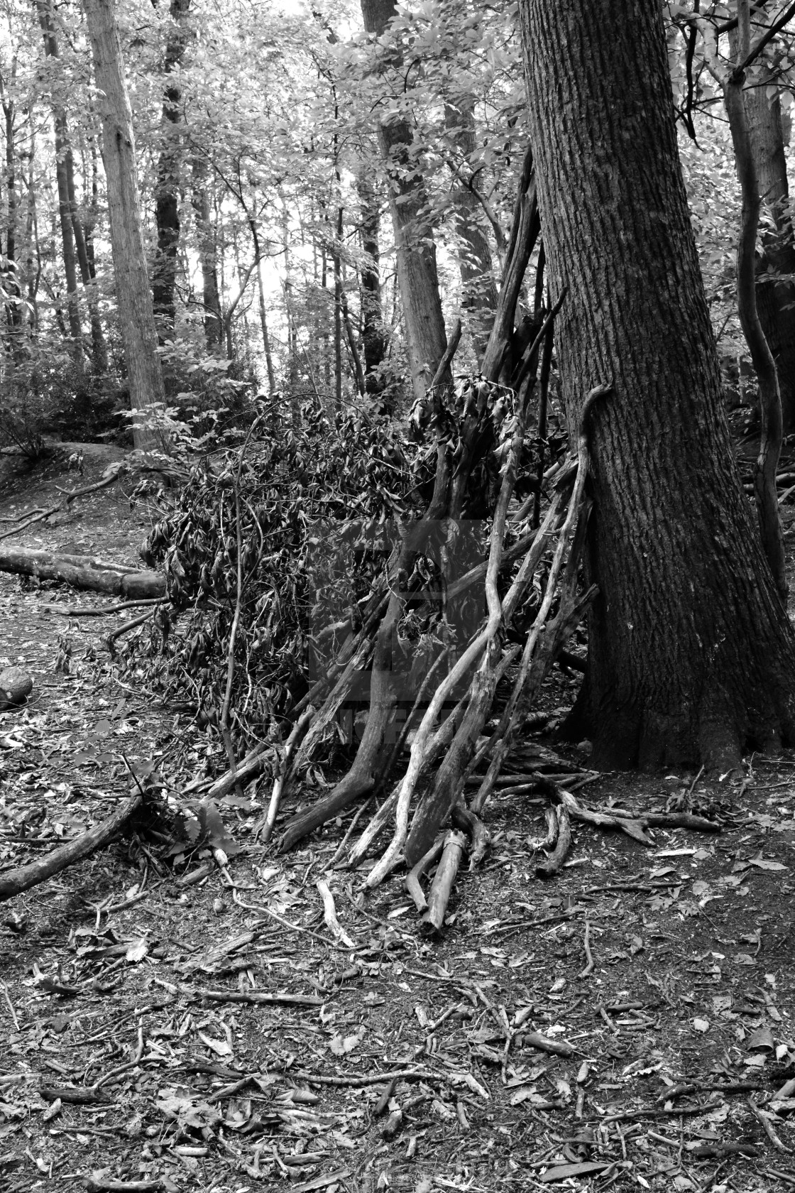 "Forest hide." stock image