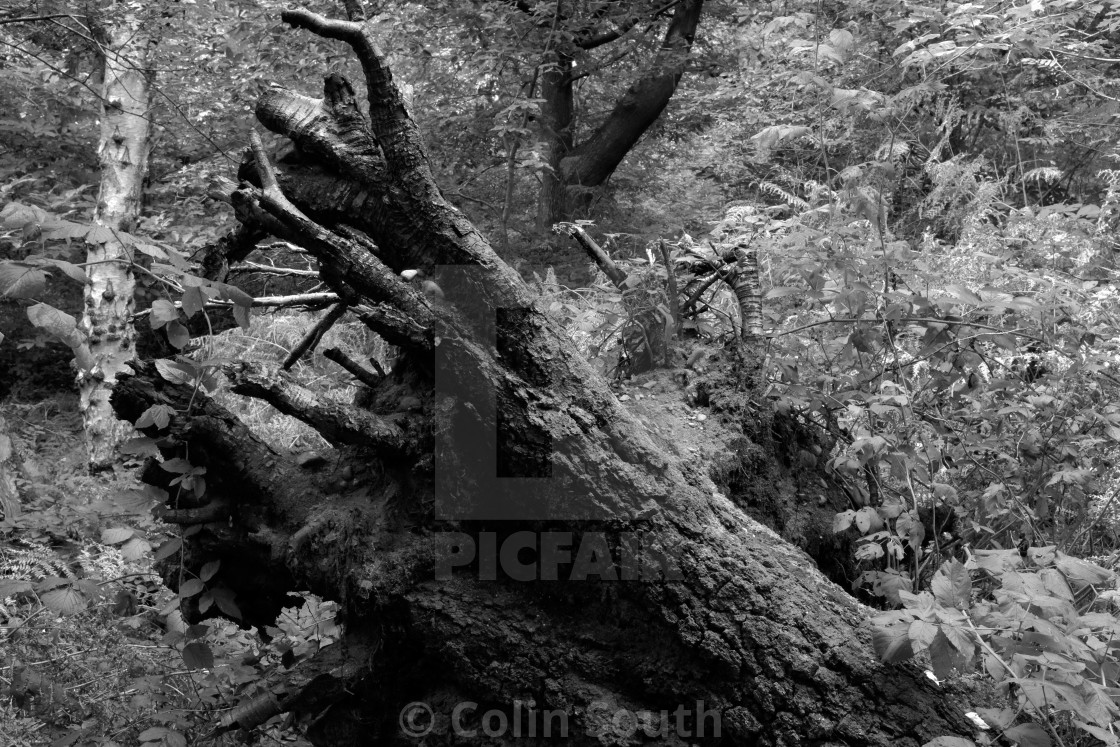 "Dead tree roots." stock image