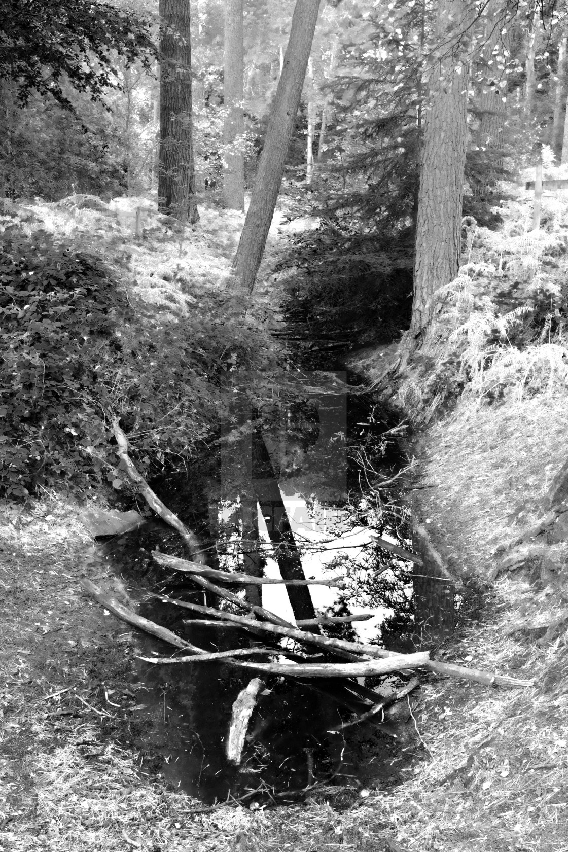 "Stream and in the forest." stock image