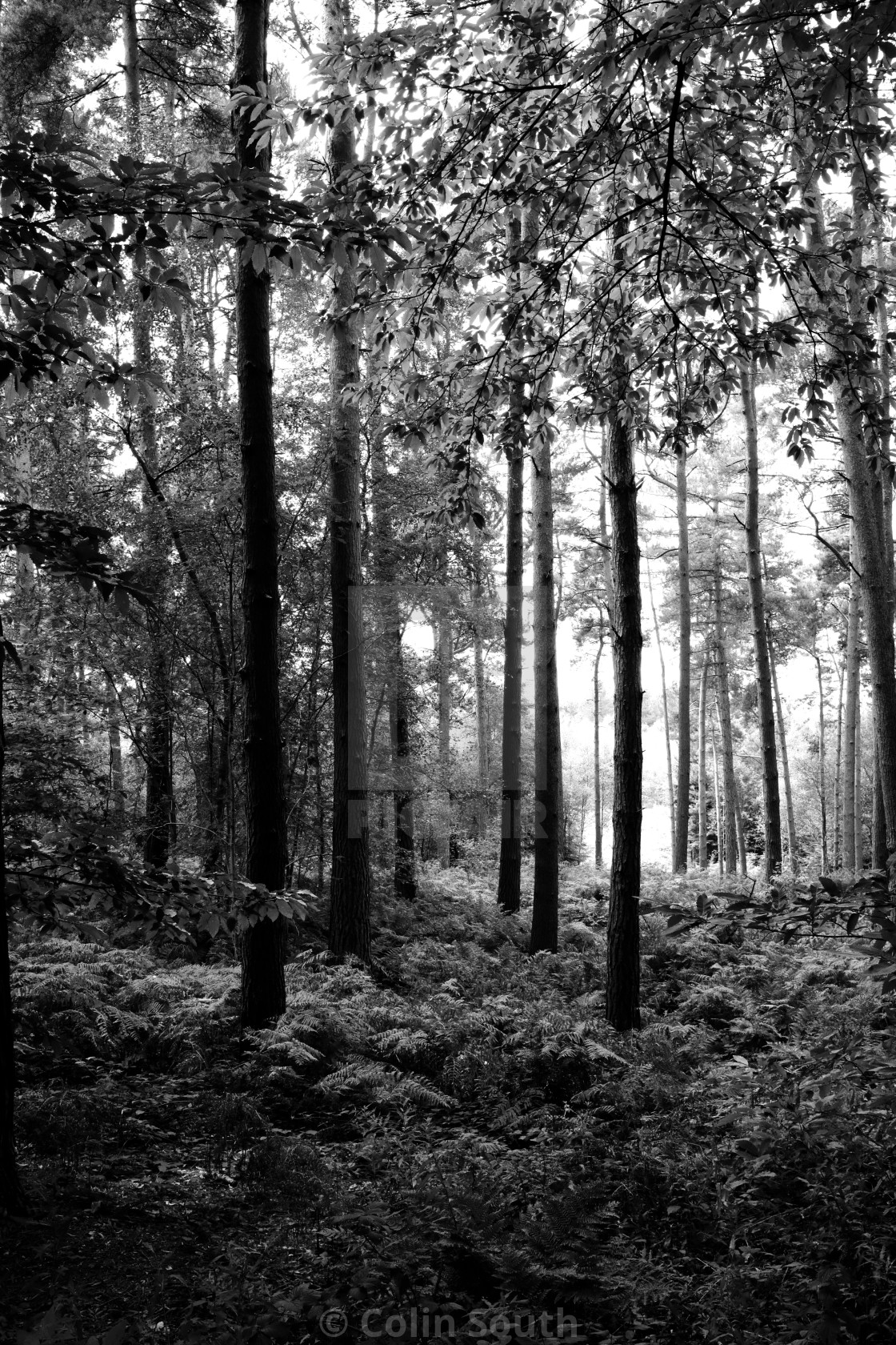 "Young trees amongst the ferns. Delamere Forest." stock image