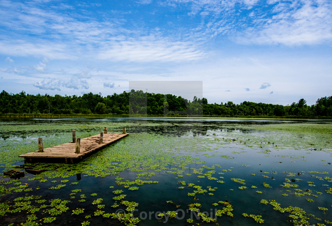 "Dock of the Lilypad's" stock image
