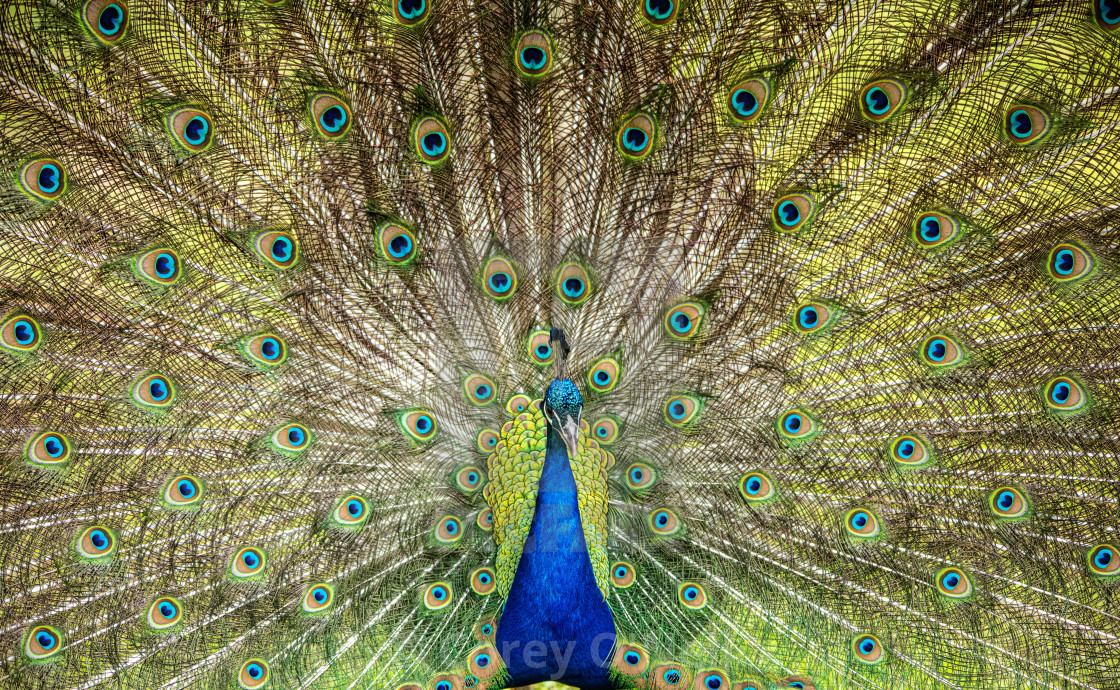 "Peacock Hypnosis" stock image