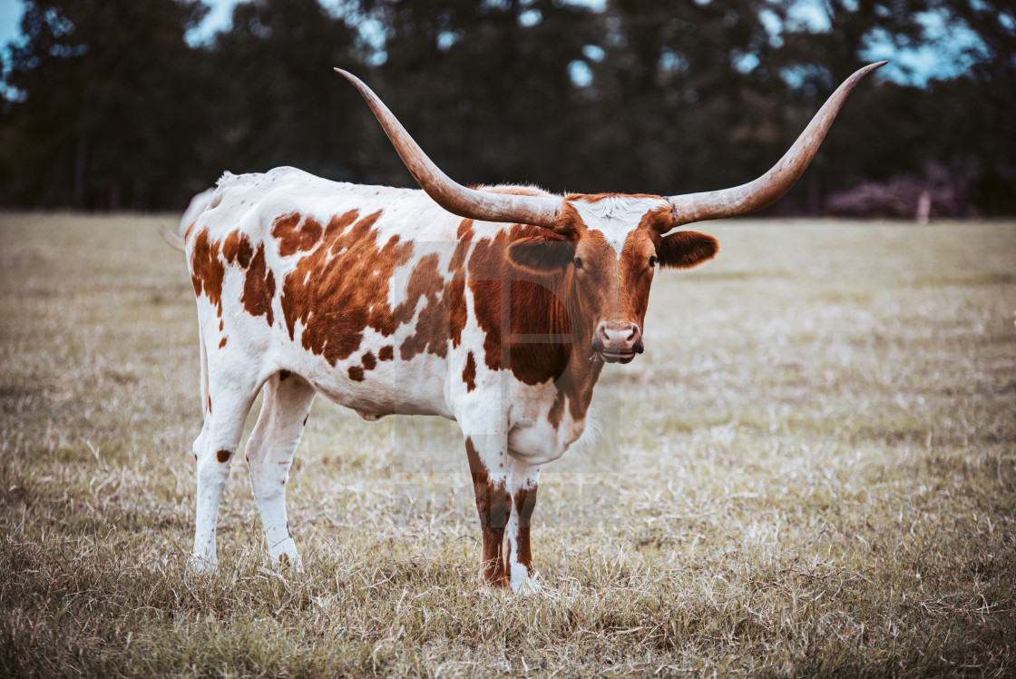 Longhorn Cow License Download Or Print For 12 00 Photos Picfair