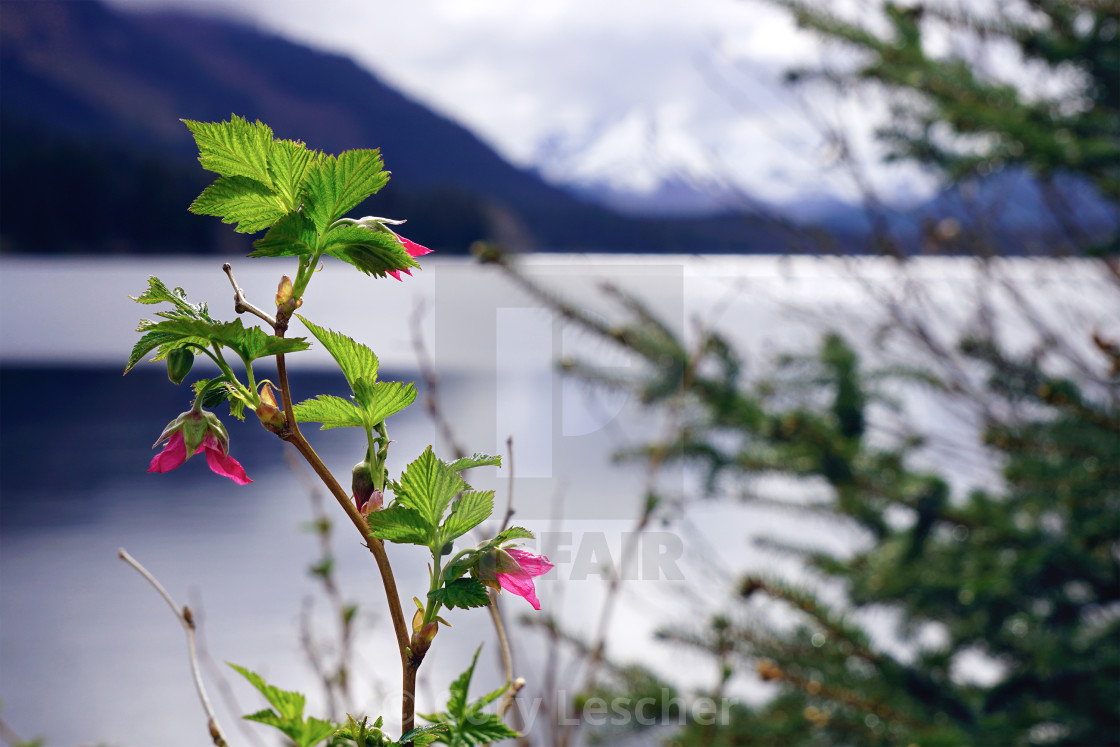 "Illuminated Rose Buds" stock image