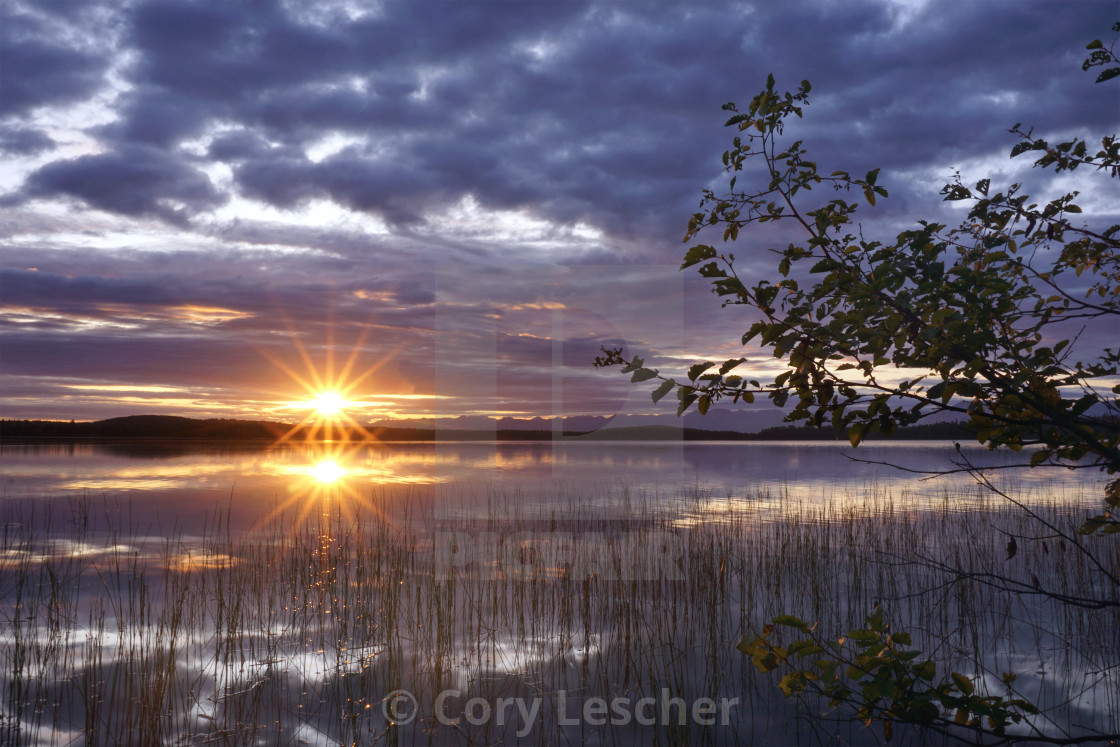 "Sun in the Reeds" stock image