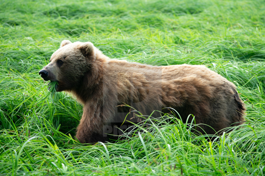 "Munching on Grass" stock image