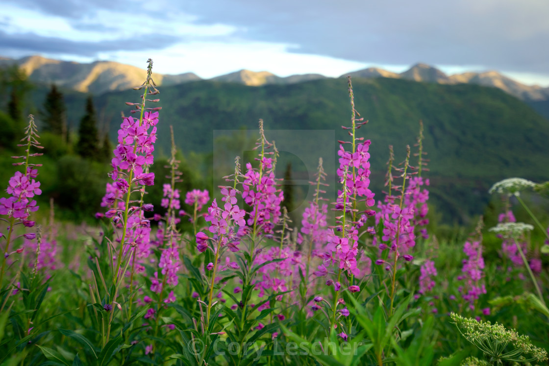 "Fireweed in the Foreground" stock image