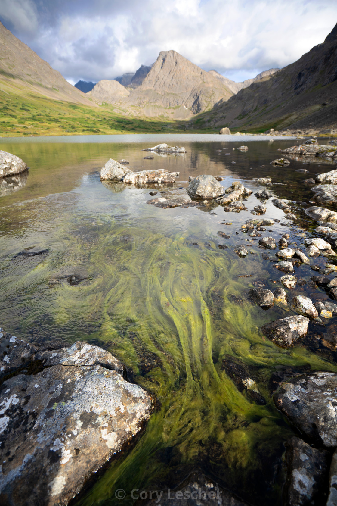 "Brilliant Pond-Weed" stock image