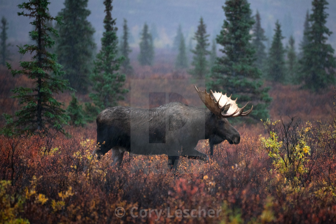 "Moose in the Mist" stock image