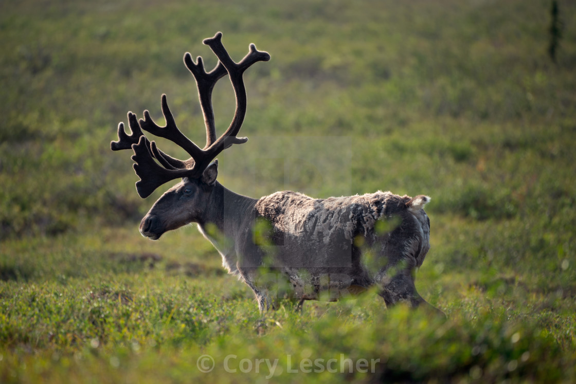 "Shedding Velvet" stock image