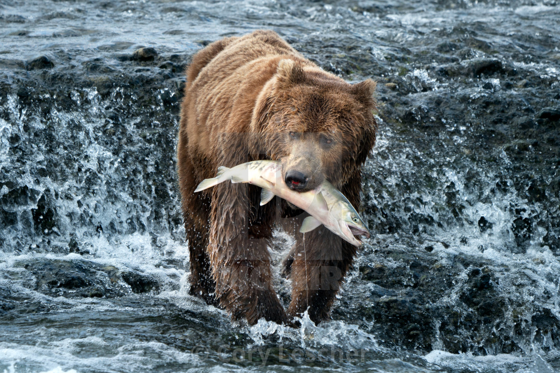 "Salmon Snack" stock image