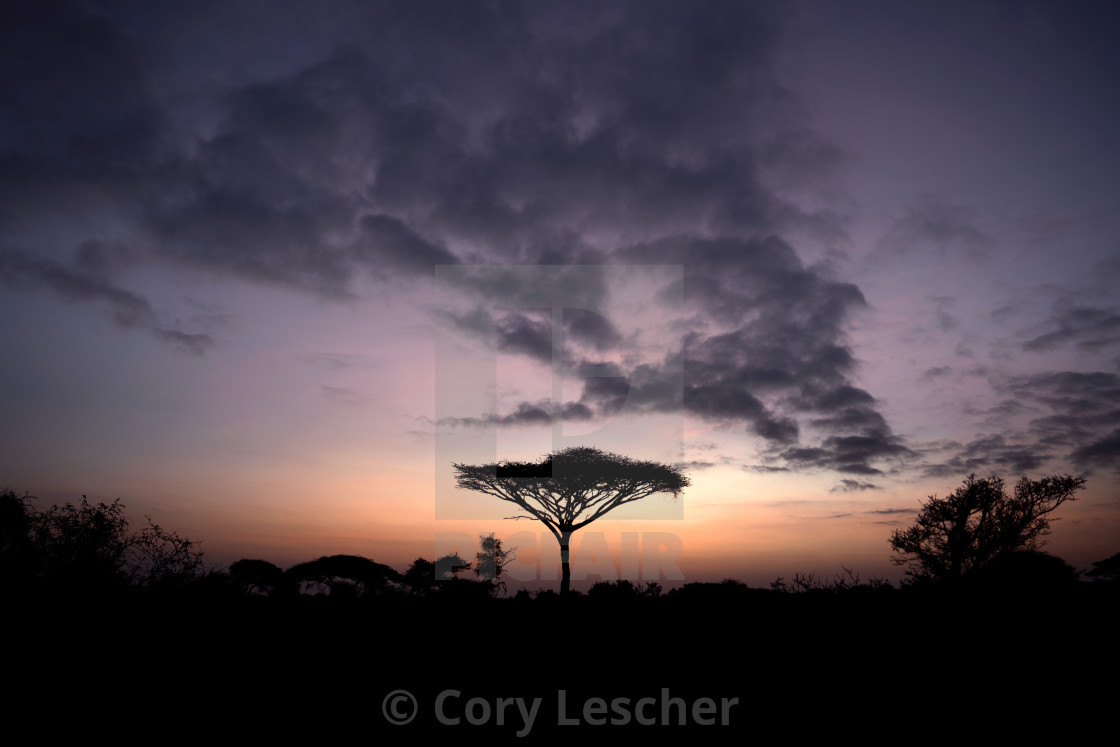 "Ardent Acacia" stock image