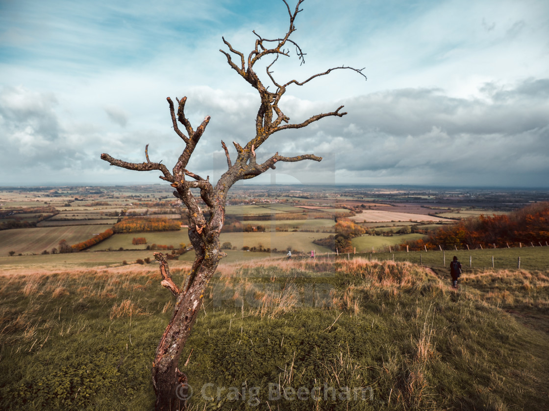 "Tree overlooking the white horse" stock image