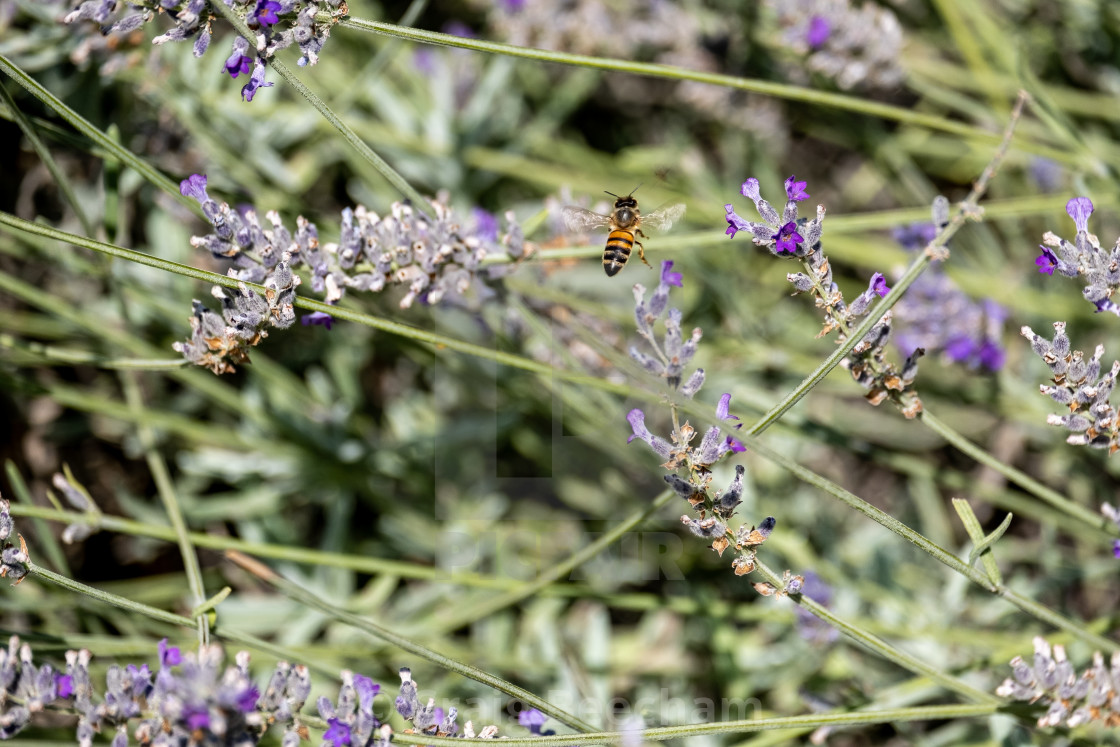 "Buzz along" stock image